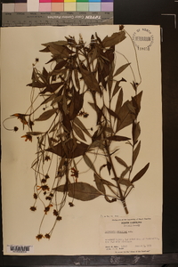 Coreopsis pubescens image