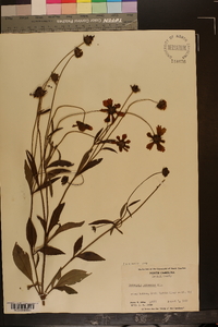 Coreopsis pubescens image