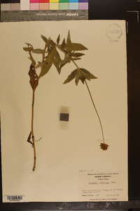 Coreopsis pubescens image