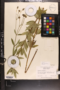 Coreopsis tripteris image