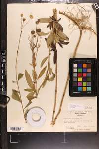 Coreopsis tripteris image