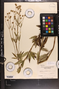 Coreopsis tripteris image