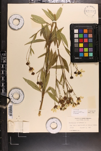 Coreopsis tripteris image