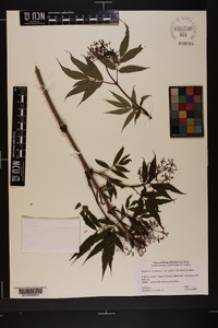 Sambucus racemosa subsp. racemosa image