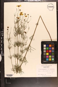 Coreopsis verticillata image