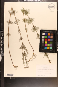 Coreopsis verticillata image