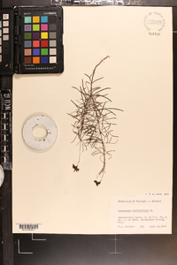 Coreopsis verticillata image