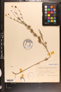 Coreopsis verticillata image