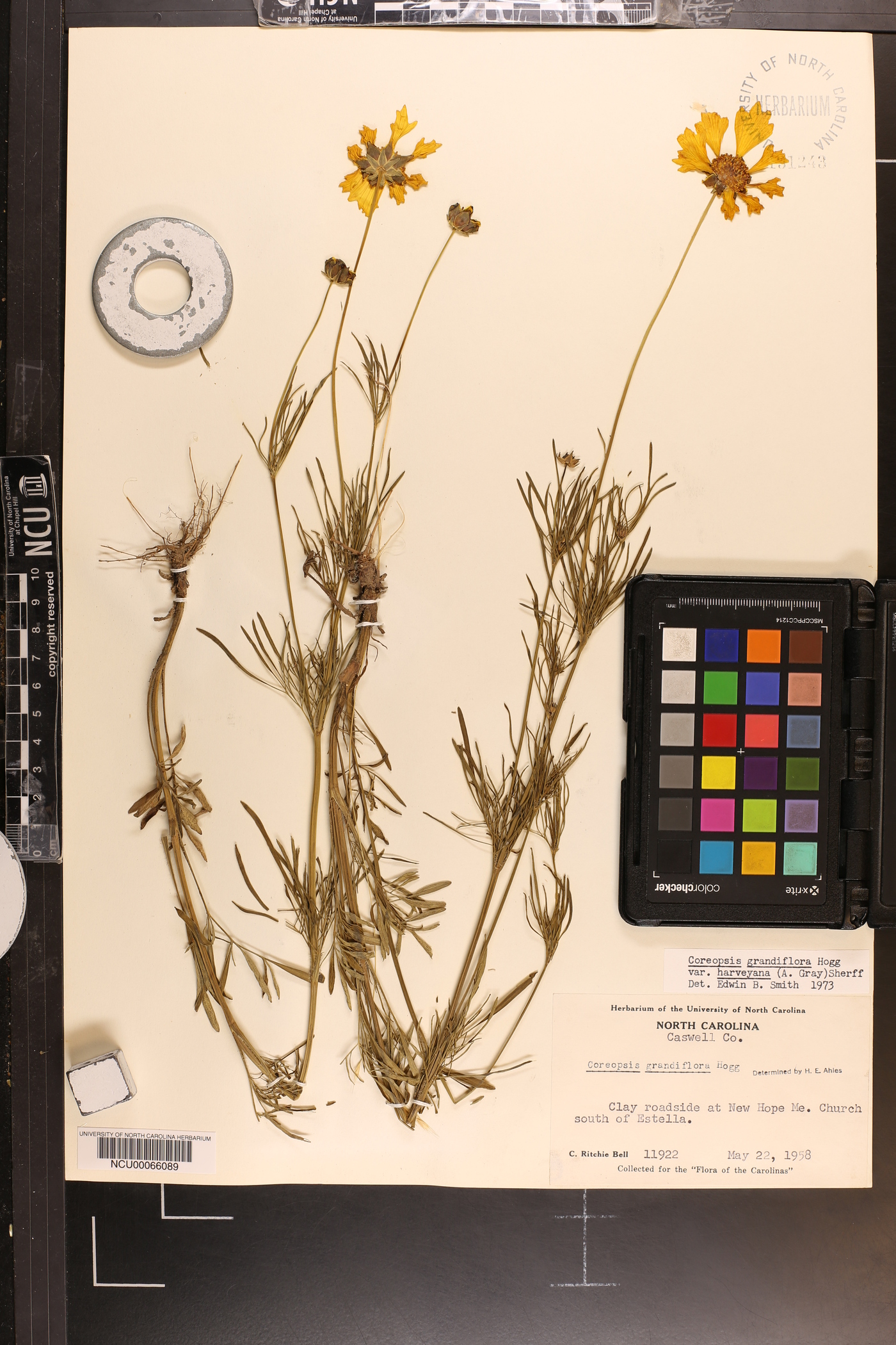 Coreopsis grandiflora var. harveyana image
