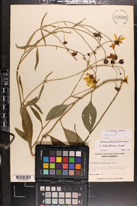 Coreopsis palustris image