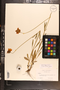 Coreopsis falcata image