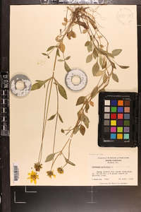 Coreopsis auriculata image