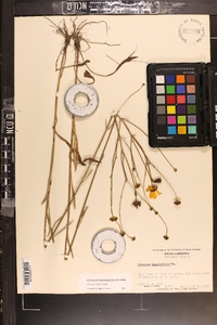 Coreopsis linifolia image