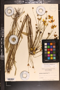 Coreopsis linifolia image