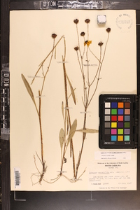 Coreopsis linifolia image