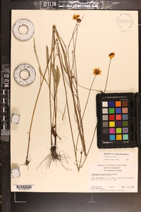 Coreopsis linifolia image