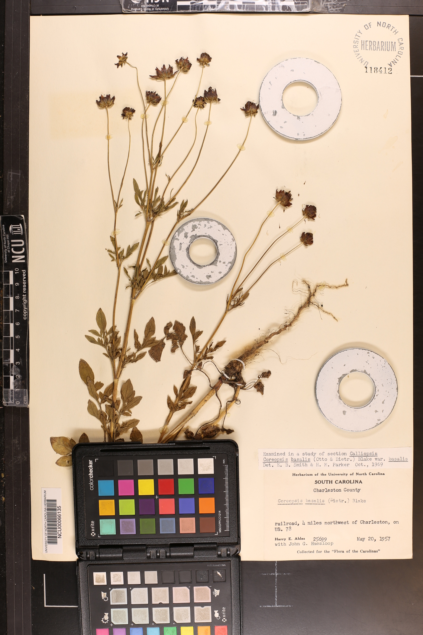 Coreopsis basalis var. basalis image