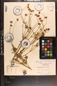 Coreopsis basalis var. basalis image