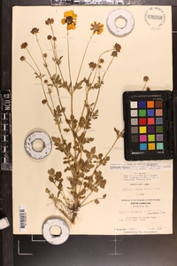 Coreopsis basalis var. basalis image