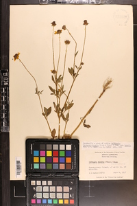Coreopsis basalis var. basalis image