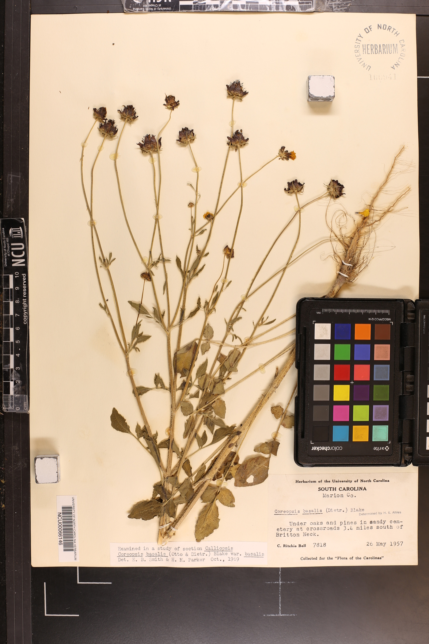 Coreopsis basalis var. basalis image