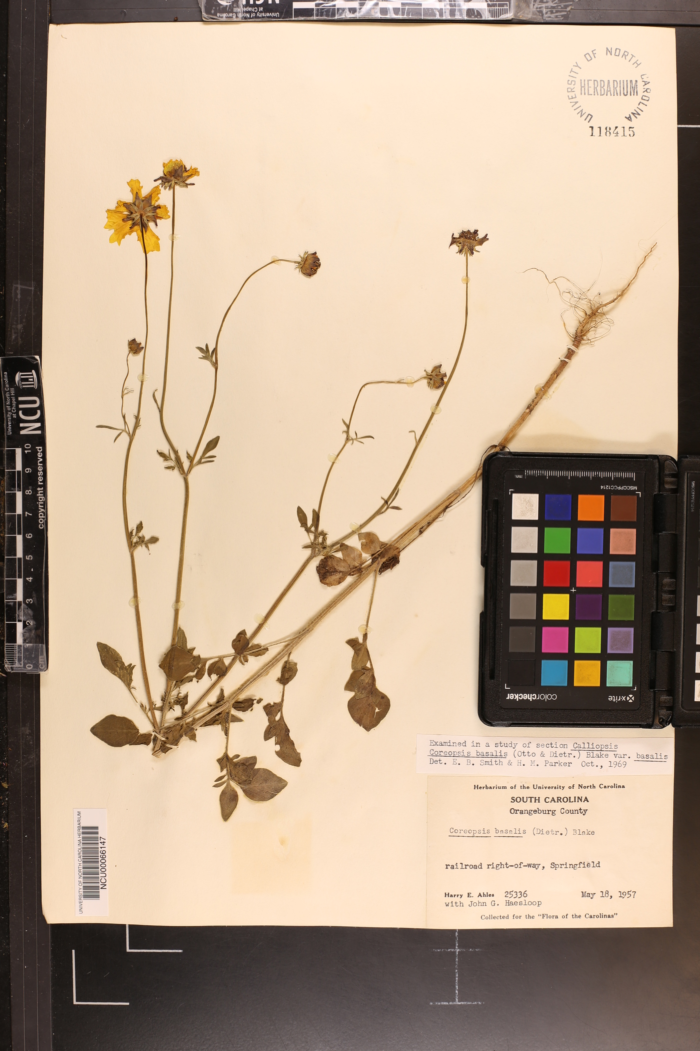 Coreopsis basalis var. basalis image