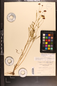 Coreopsis tinctoria image