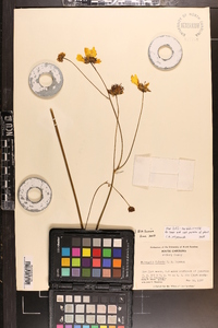 Coreopsis falcata image