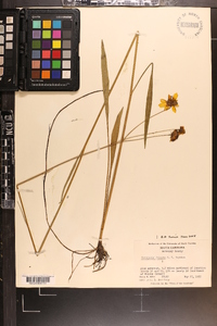 Coreopsis falcata image