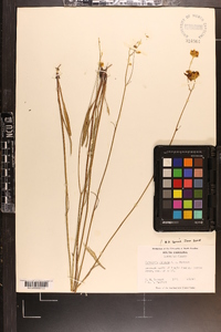 Coreopsis falcata image