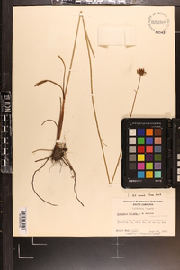 Coreopsis falcata image