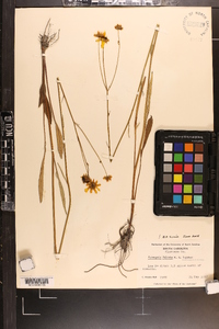 Coreopsis falcata image