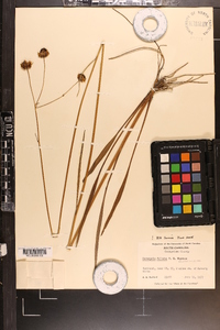 Coreopsis falcata image