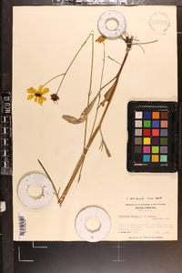 Coreopsis falcata image