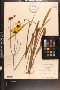 Coreopsis falcata image