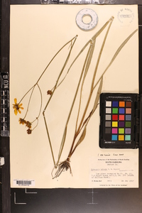 Coreopsis falcata image