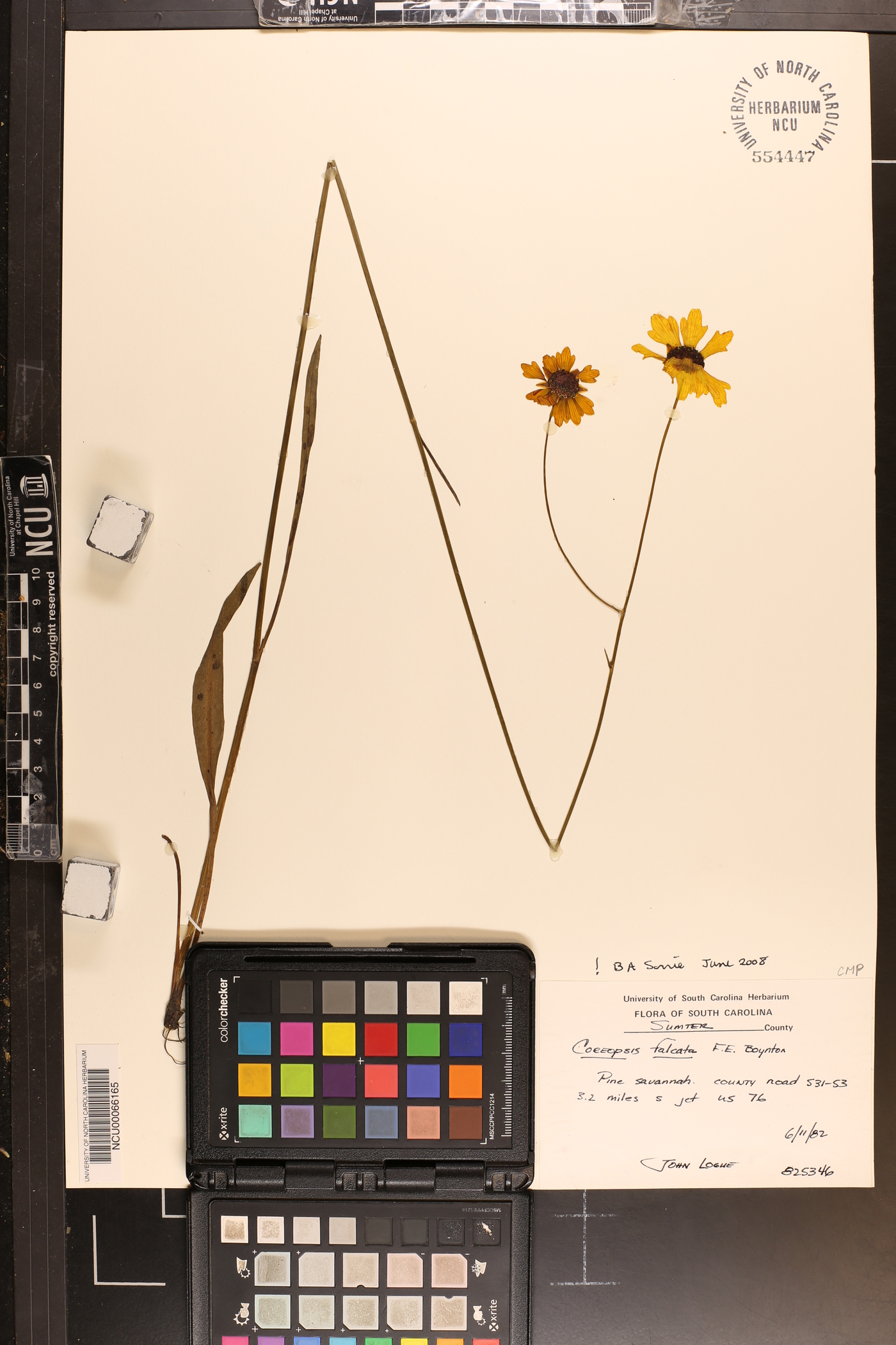 Coreopsis falcata image
