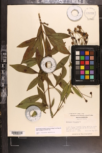 Coreopsis tripteris image