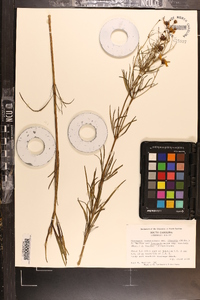 Coreopsis verticillata image