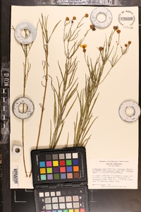 Coreopsis verticillata image