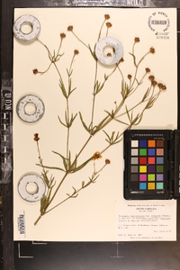 Coreopsis verticillata image