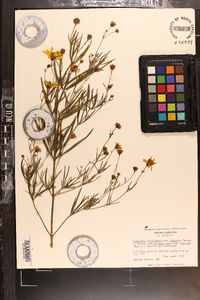 Coreopsis verticillata image