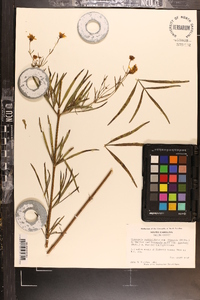 Coreopsis verticillata image