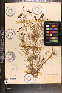 Coreopsis verticillata image