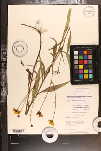 Coreopsis palustris image