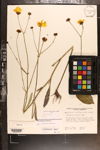 Coreopsis palustris image