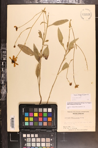 Coreopsis palustris image