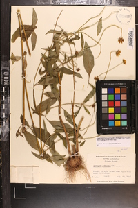 Coreopsis pubescens image