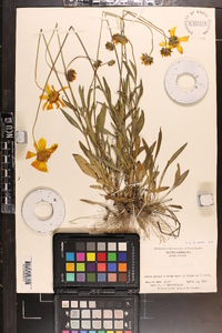 Coreopsis lanceolata image