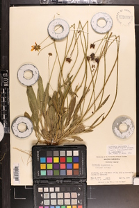 Coreopsis lanceolata image